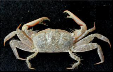 Macrophthalmus parvimanus